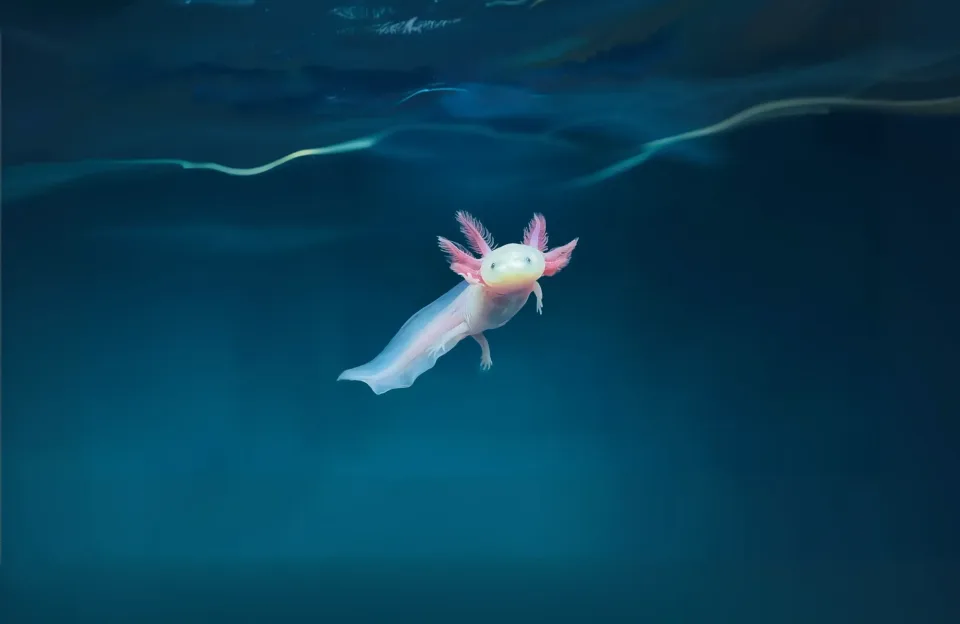 Axolotl im Wasser